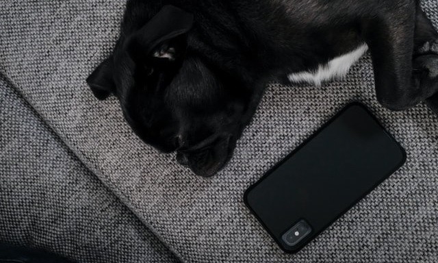 Best Pet Apps for Android Device in 2021